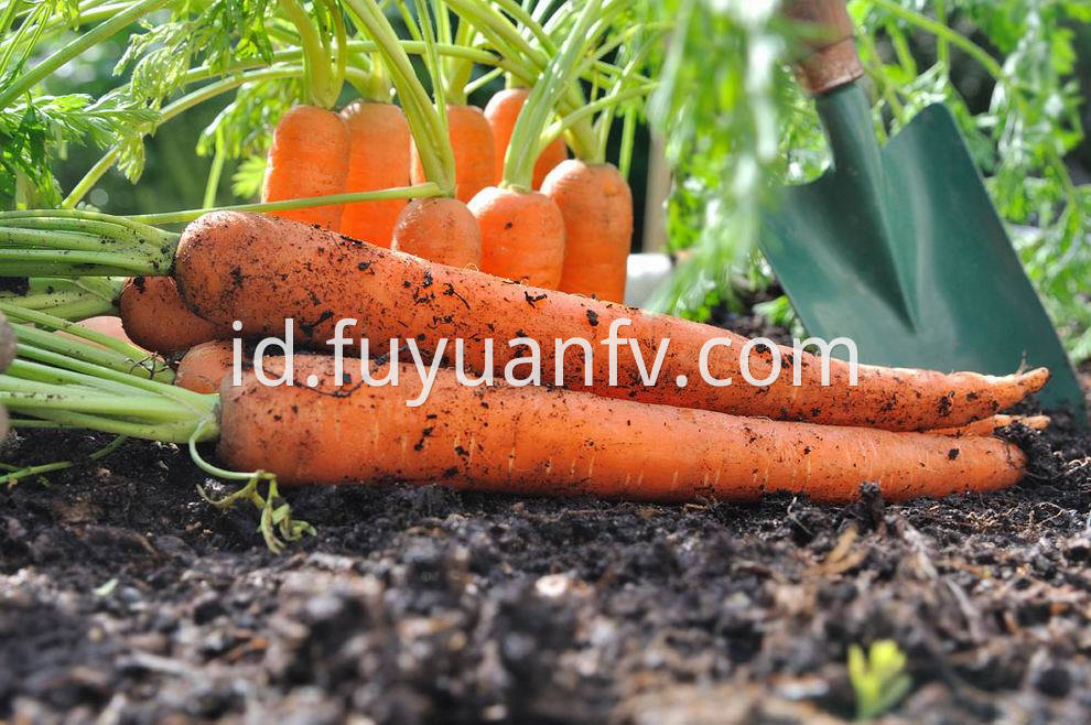 Carrot 6